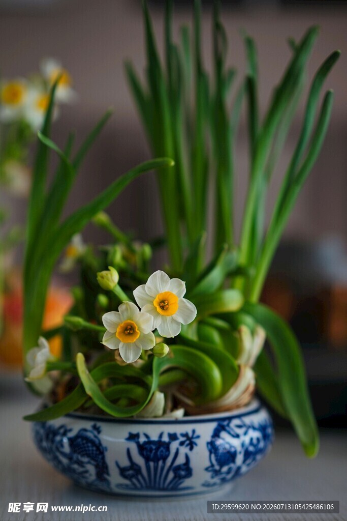 蓝白瓷盆中的水仙花