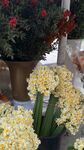 黄色风信子盆栽花卉展示