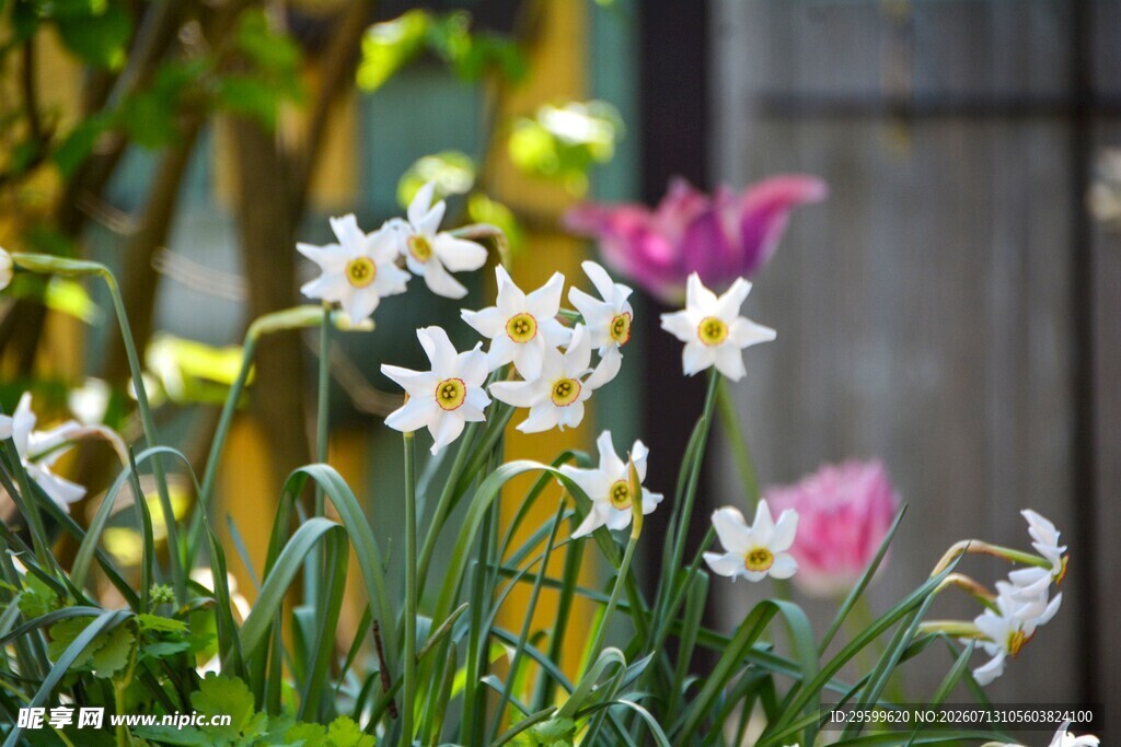 春日绽放的水仙花