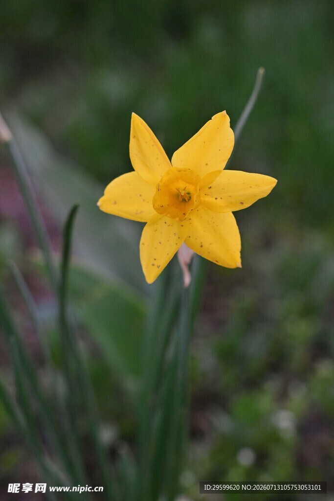 黄色单朵水仙花特写