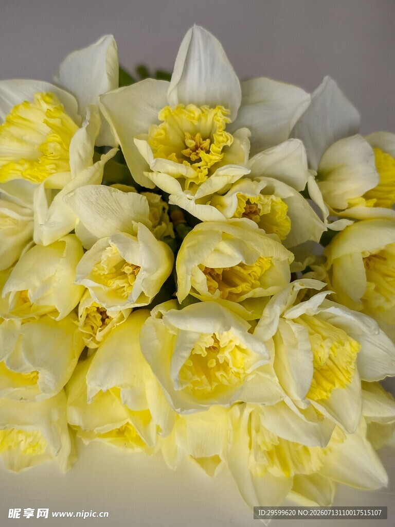 清新黄白水仙花卉一束