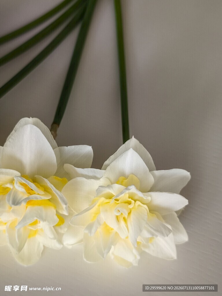 清新白色水仙花特写