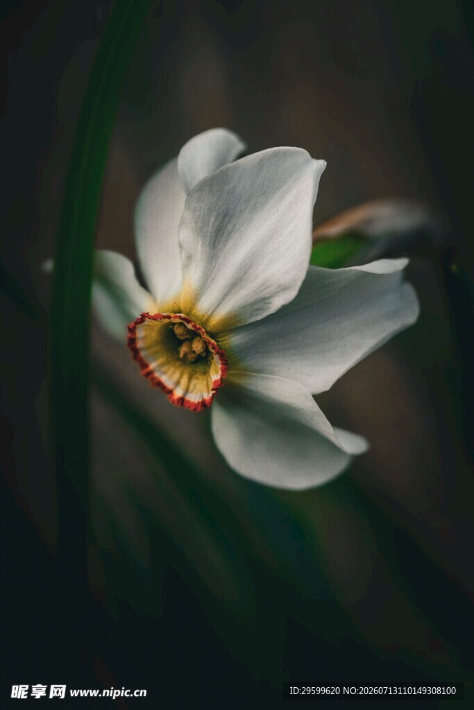 优雅绽放的白色水仙花