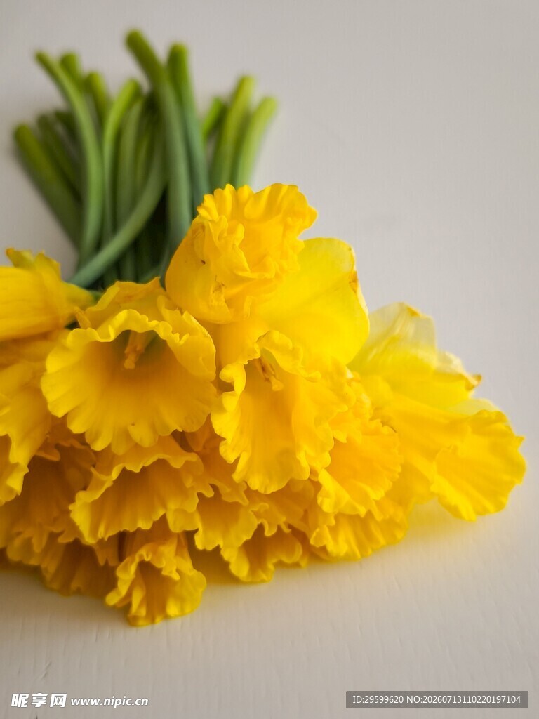 黄色绽放的美丽水仙花