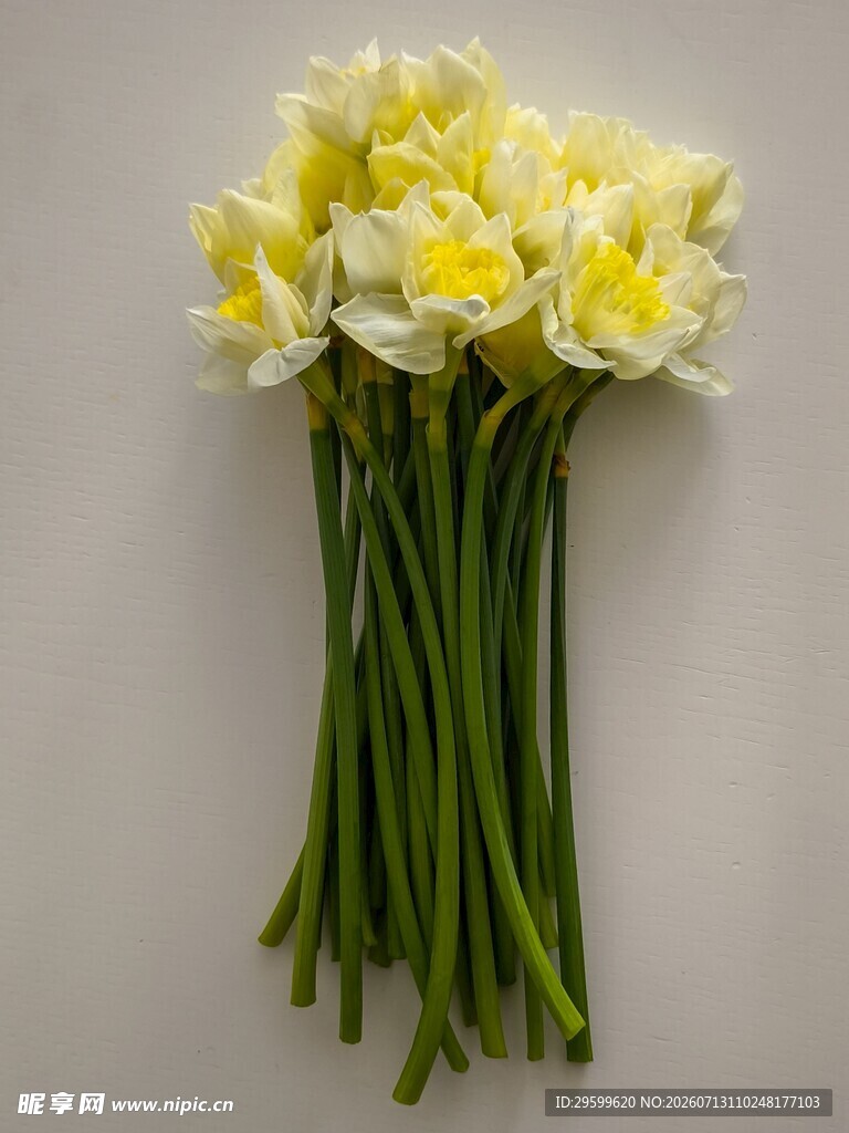 一束清新的黄白水仙花