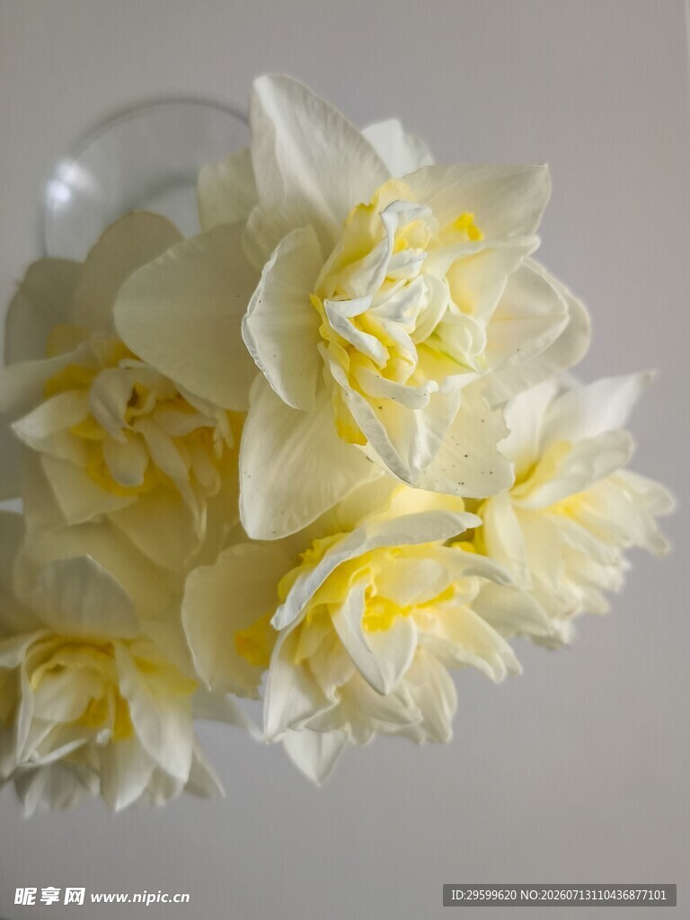 白色水仙绽放美丽花朵
