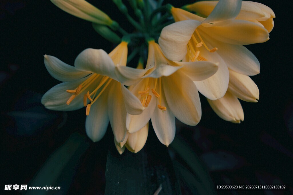淡雅绽放的黄色百合花
