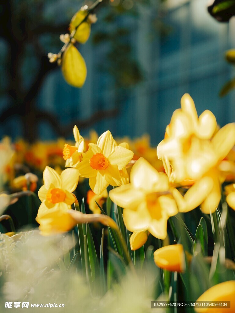 春日绽放的黄色水仙花