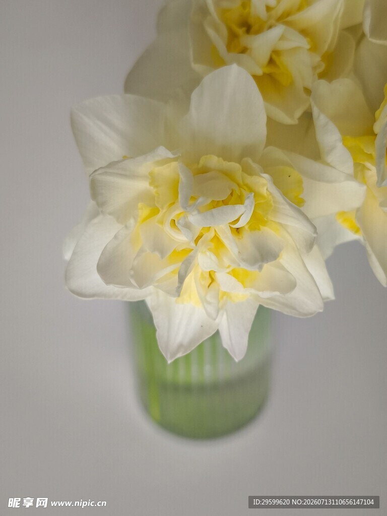 花瓶中的白色水仙花