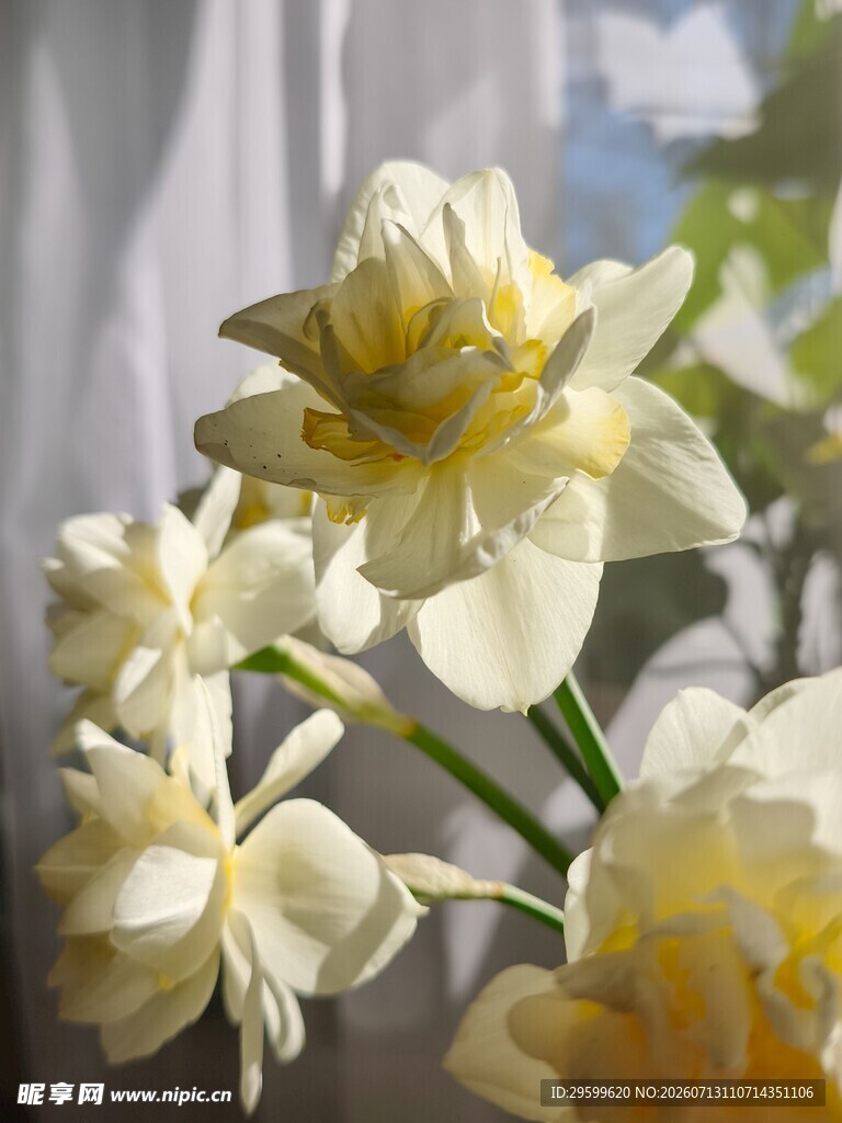 清新淡雅水仙花绽放