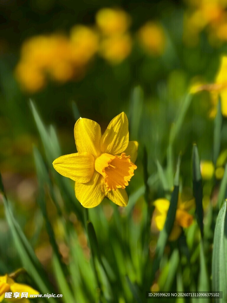 绽放的黄色水仙花