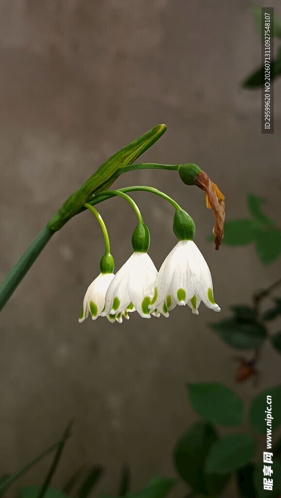 铃兰花绽放