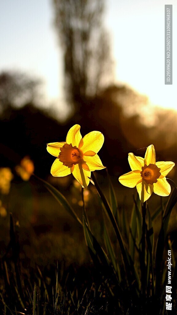 夕阳下绽放的黄色水仙花