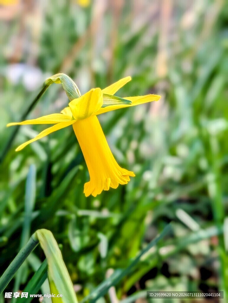 黄色绽放的美丽水仙花