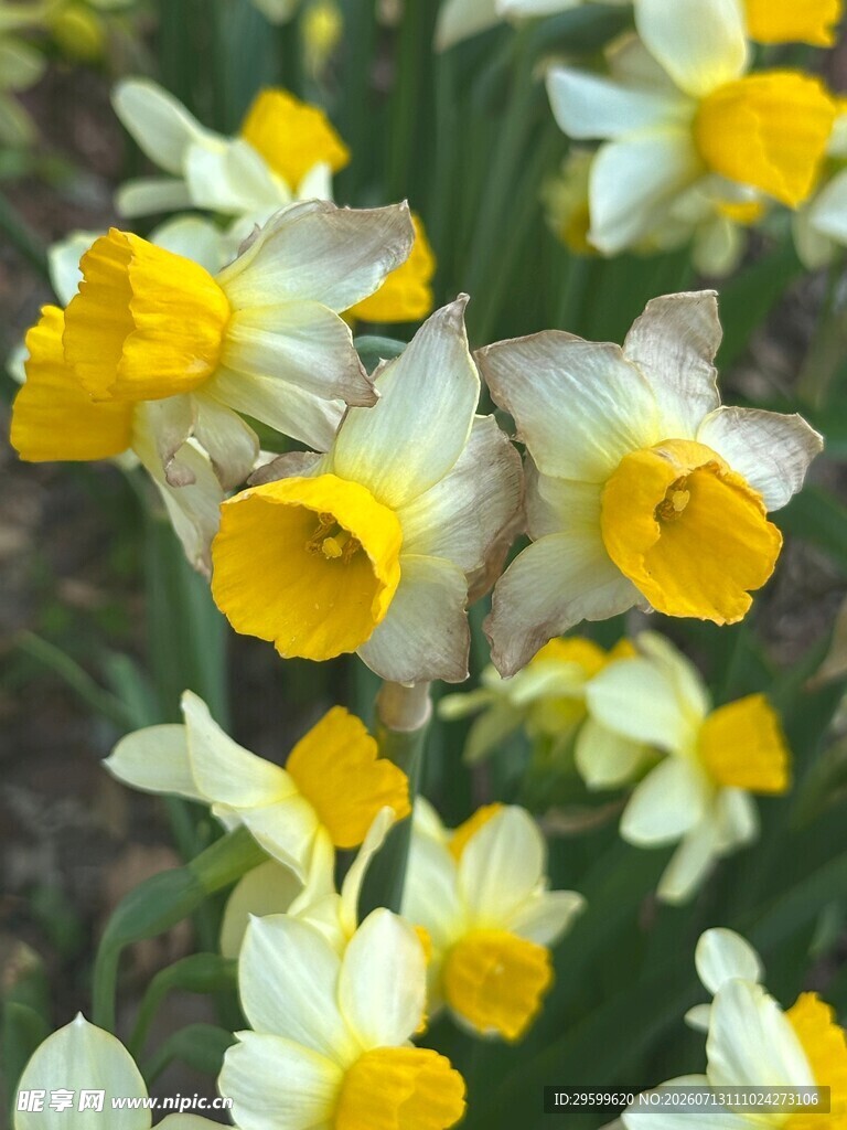 黄白相间美丽水仙花