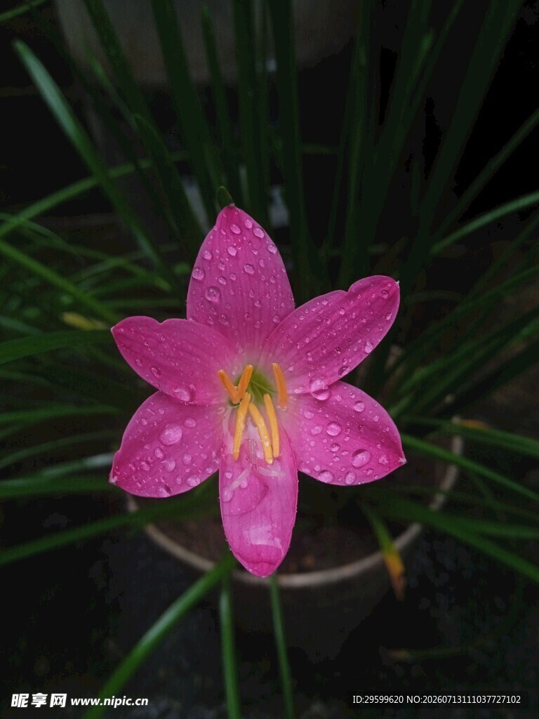  娇艳粉色水仙花