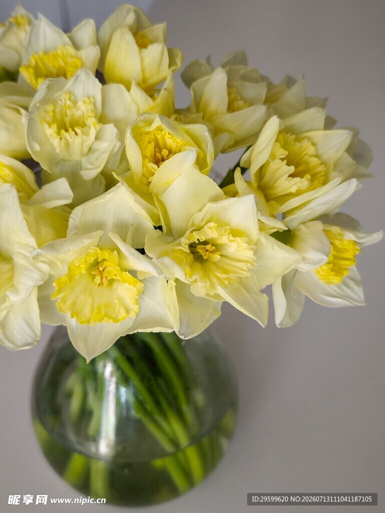 花瓶中的黄白水仙花卉