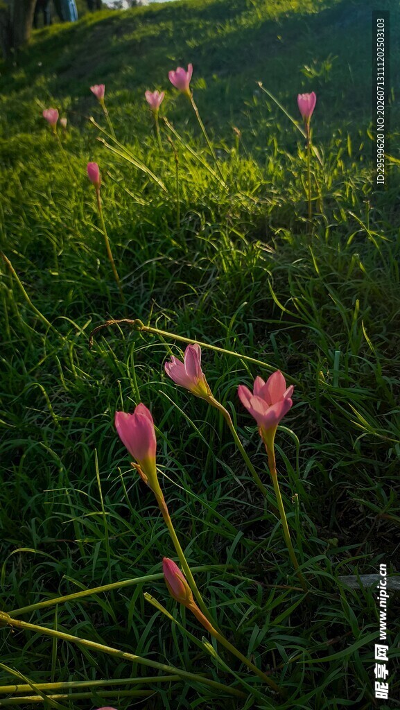 阳光下的水仙花