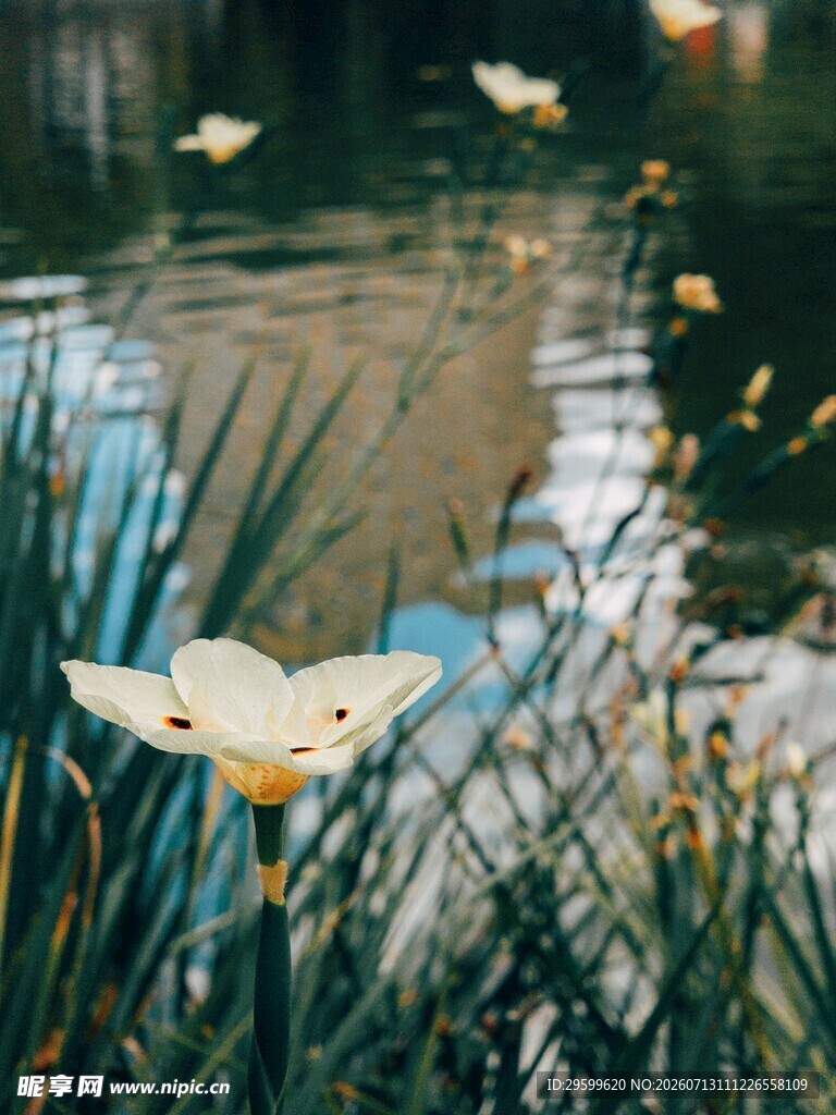 湖畔绽放的水仙花