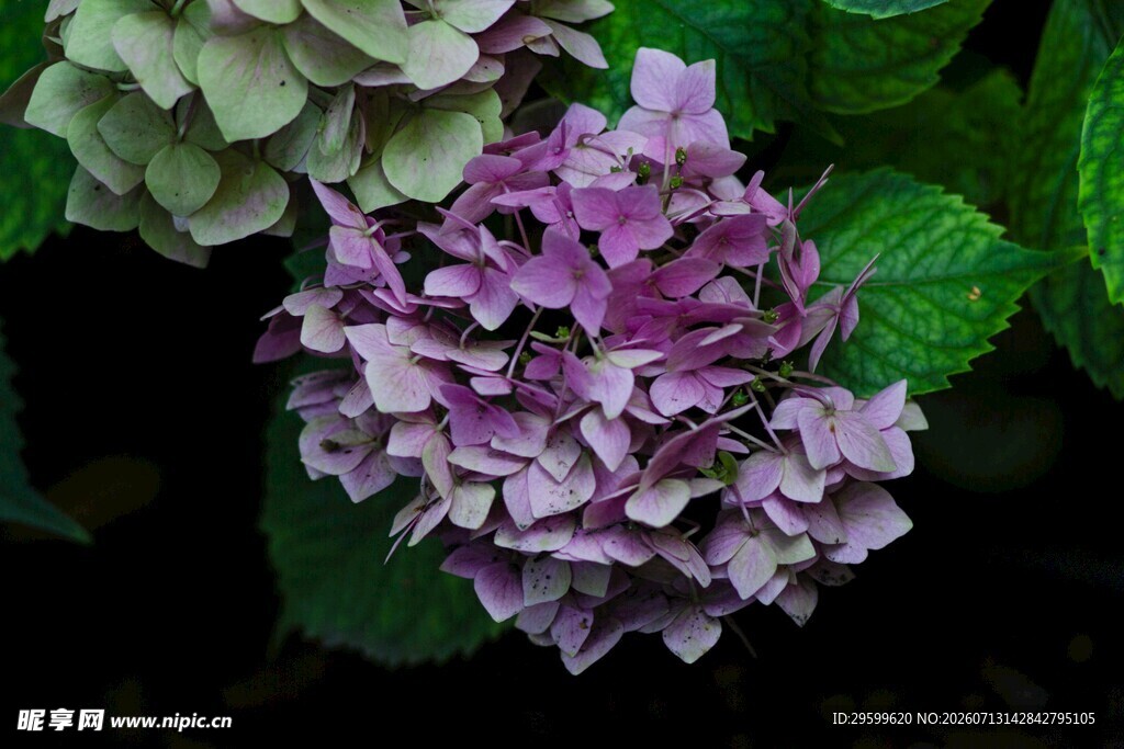 紫色绣球花特写
