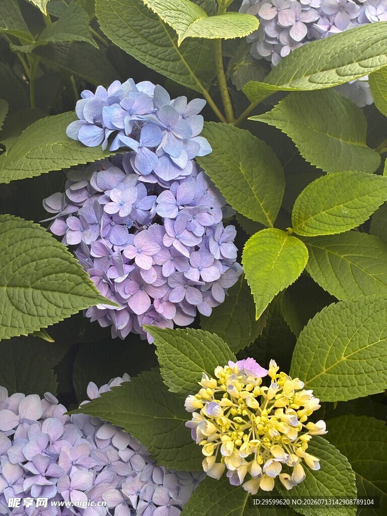 多彩绣球花绽放绿叶间