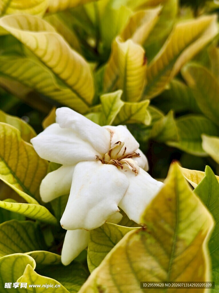 洁白栀子花绽放绿叶间