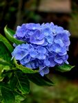 蓝色绣球花绽放