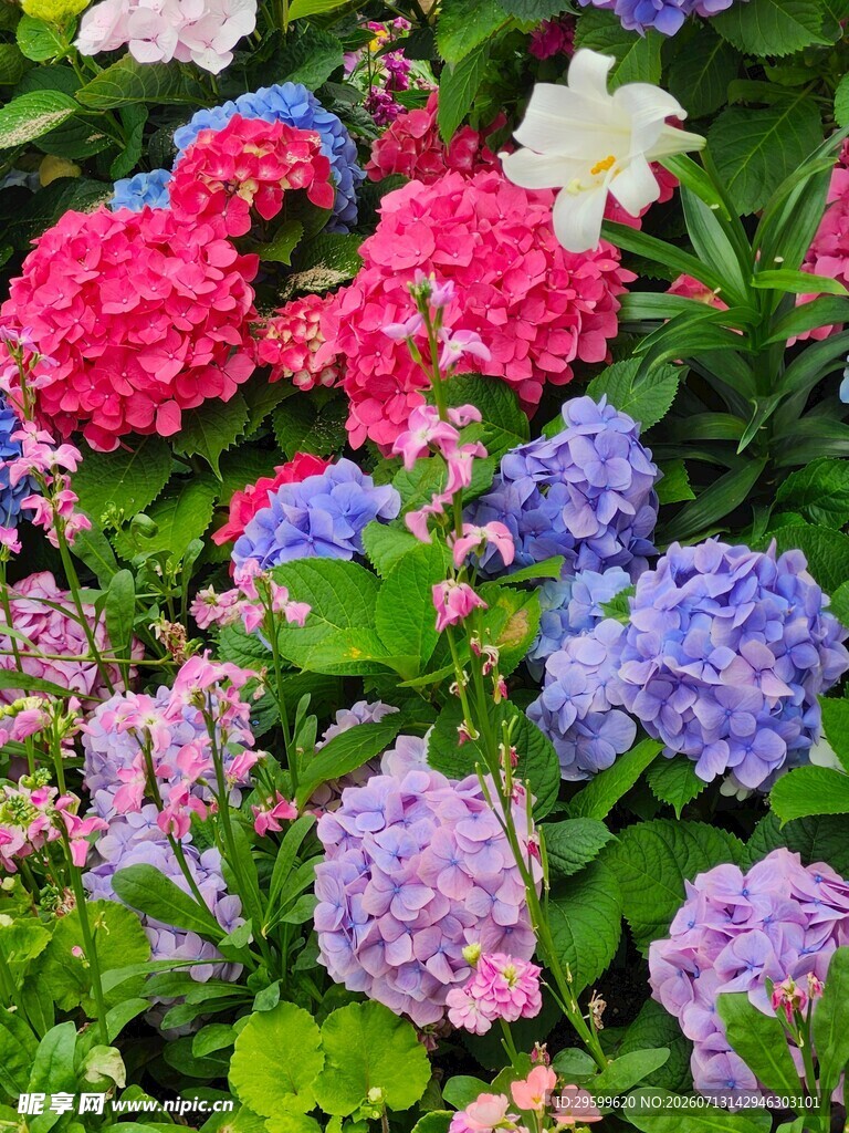 多彩绣球花绽放美景