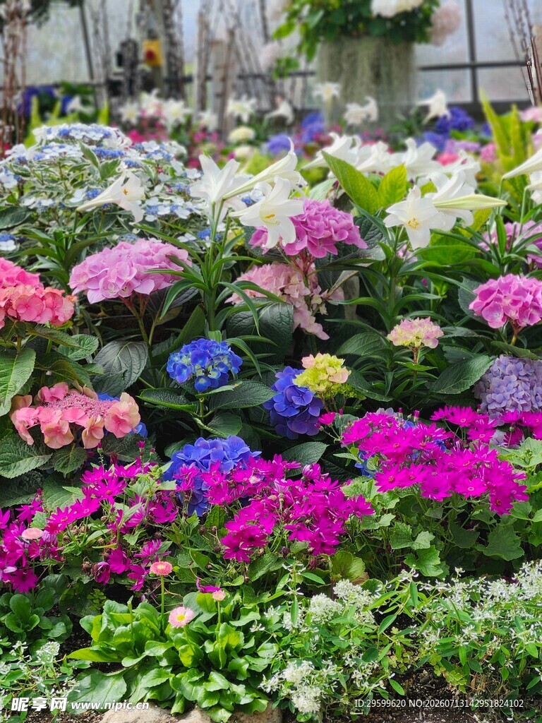 多彩绣球花绽放花园