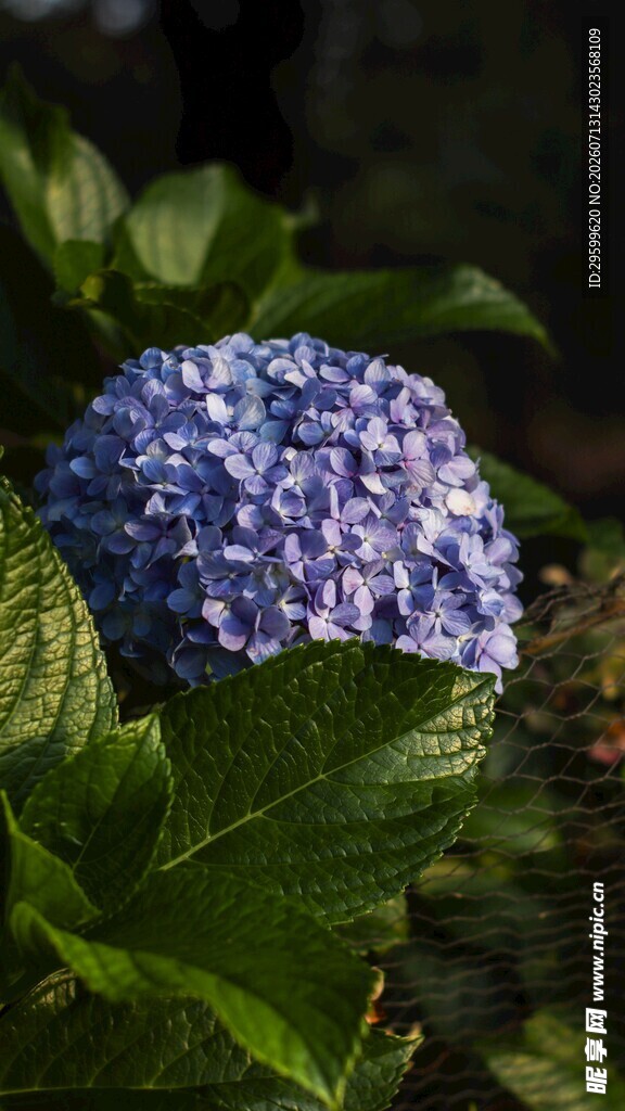 蓝绣球花绽放绿叶间