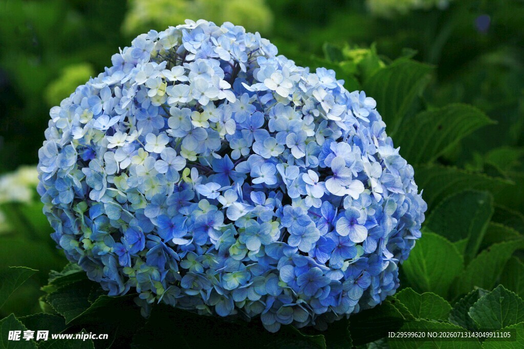 蓝绣球花绽放绿意间
