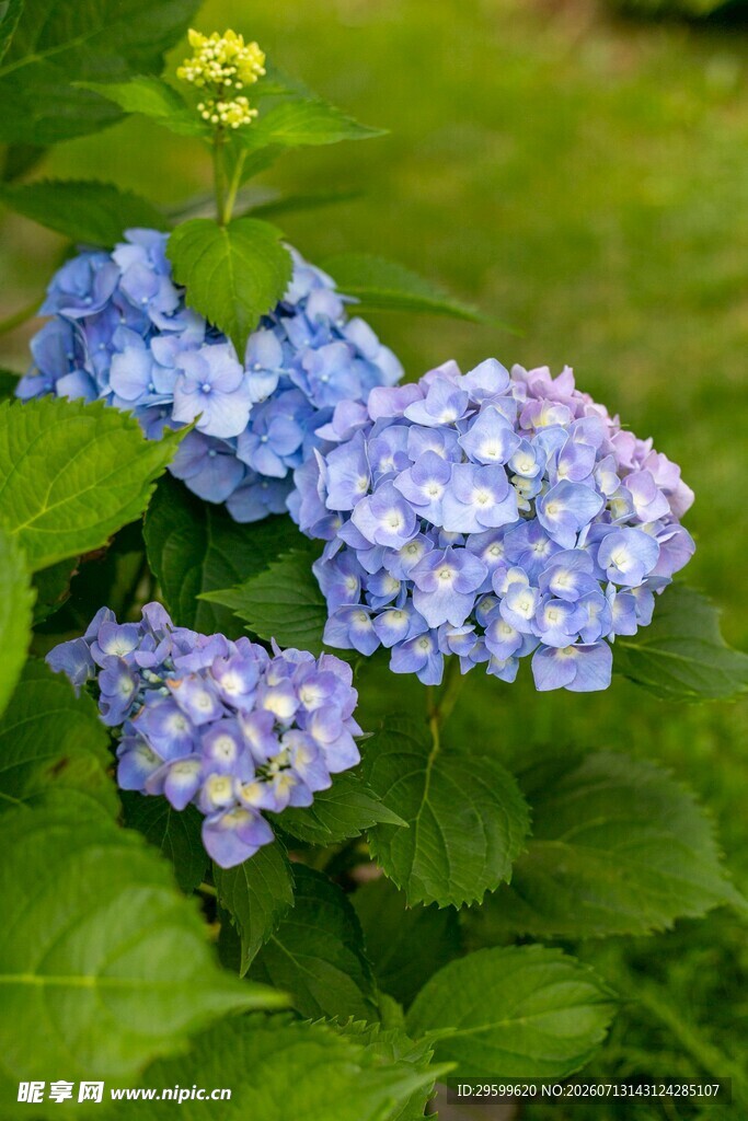 蓝绣球花绽放绿意间