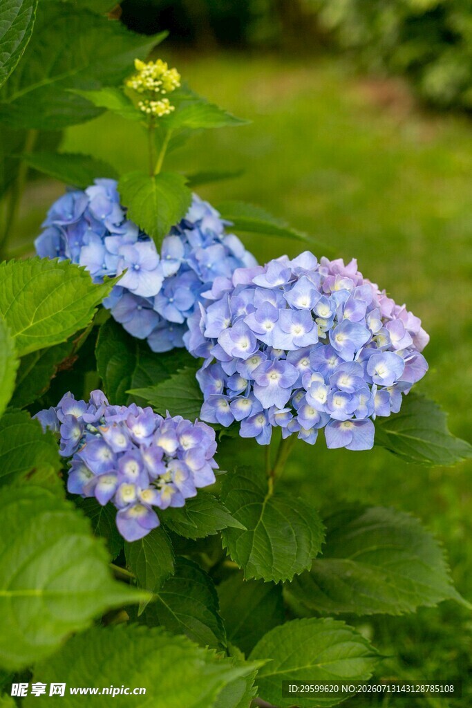 蓝绣球花绽放于绿叶间
