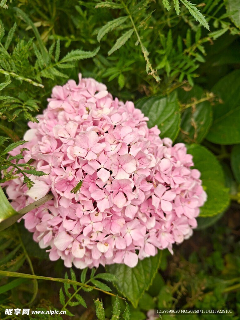 粉色绣球花绽放绿叶间