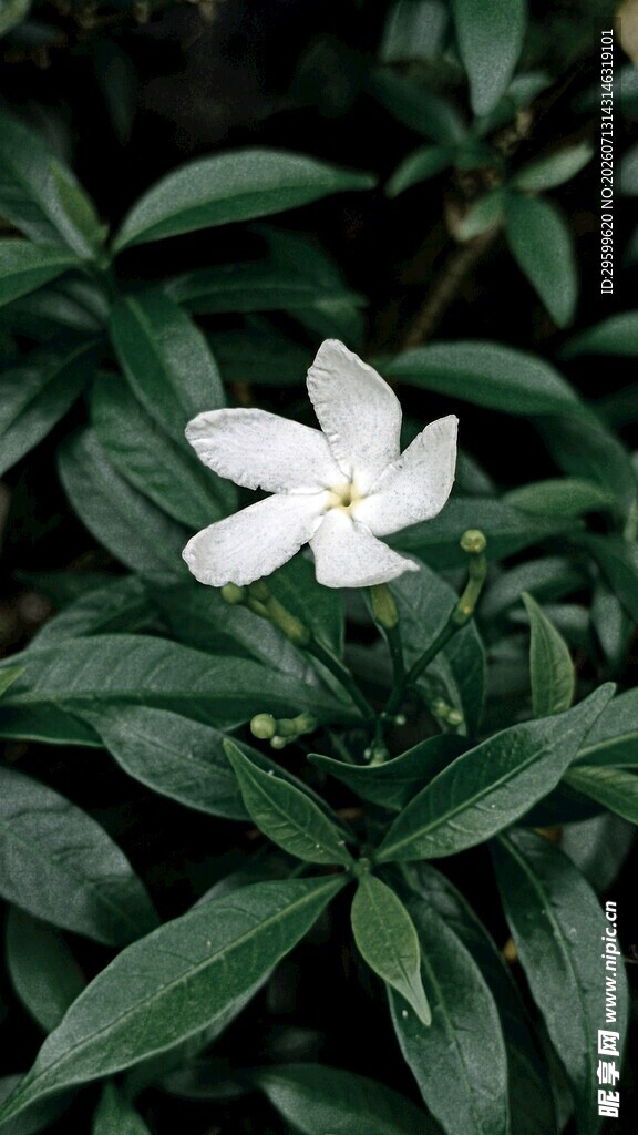 绿叶丛中绽放的栀子花