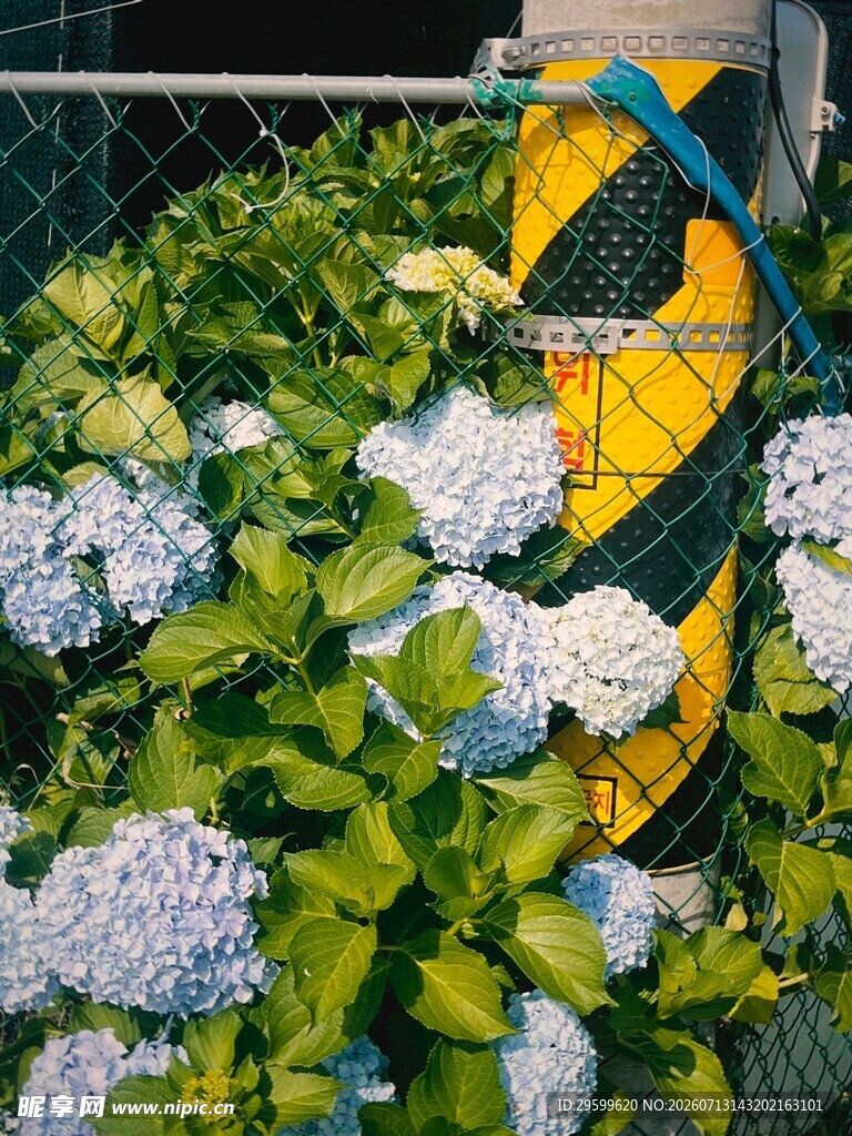 绣球花丛中 