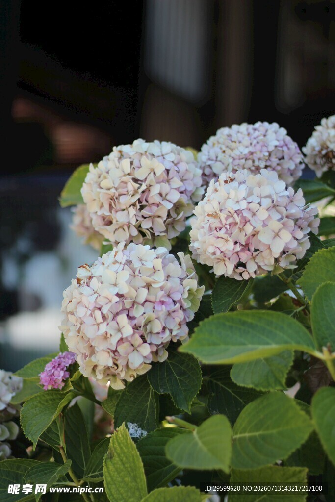 清新绣球花绽放