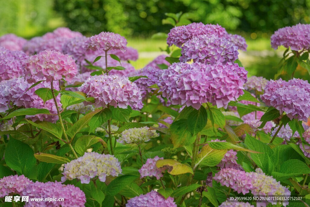 紫色绣球花绽放美景