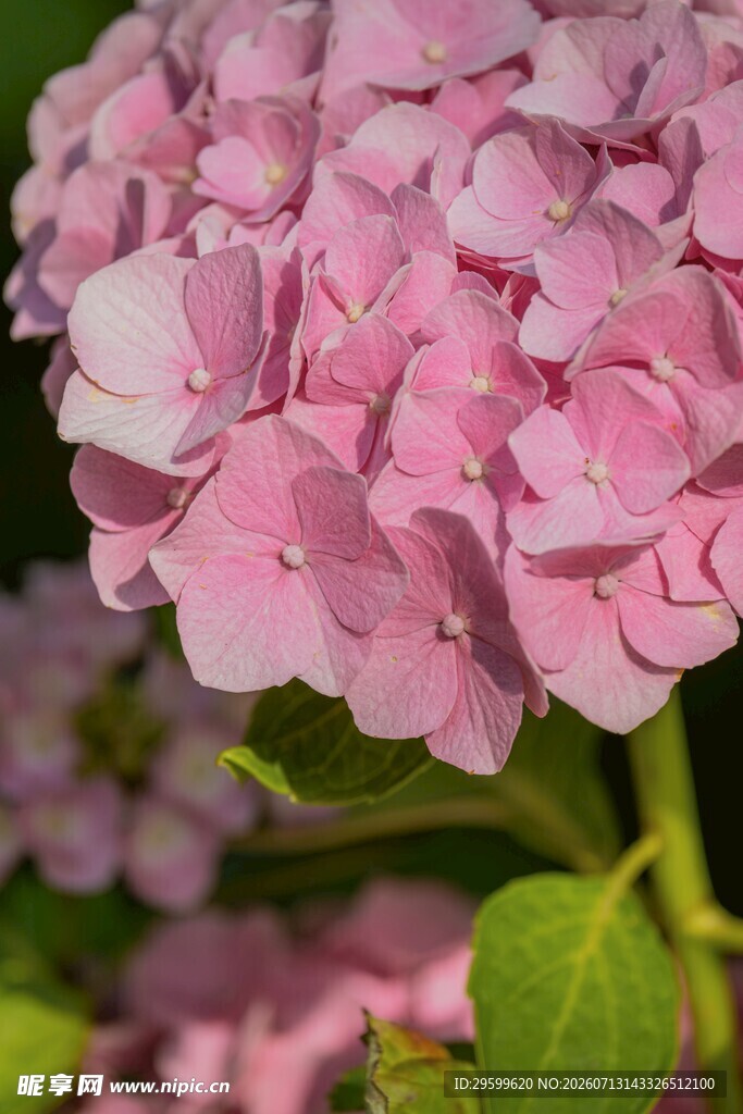 粉色绣球花特写