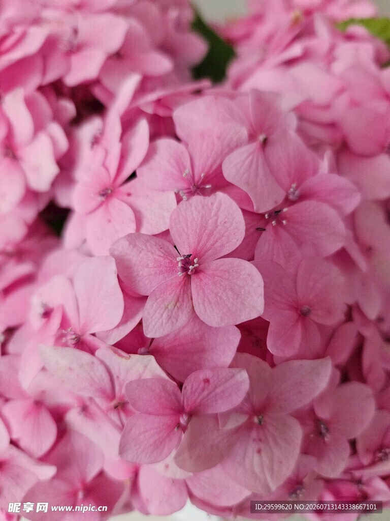 粉色绣球花特写