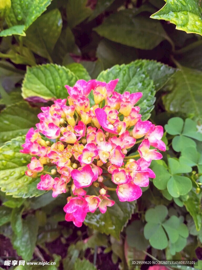 艳丽绣球花