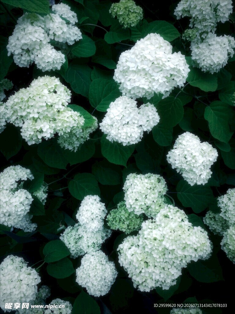 白色绣球花特写