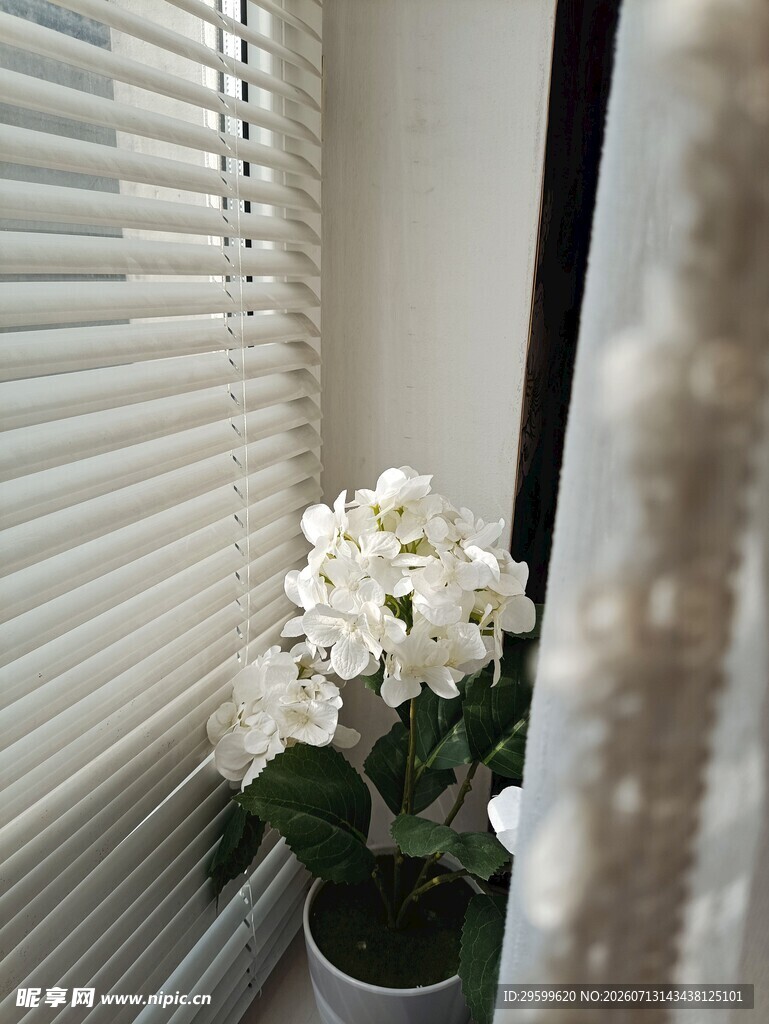 绣球花