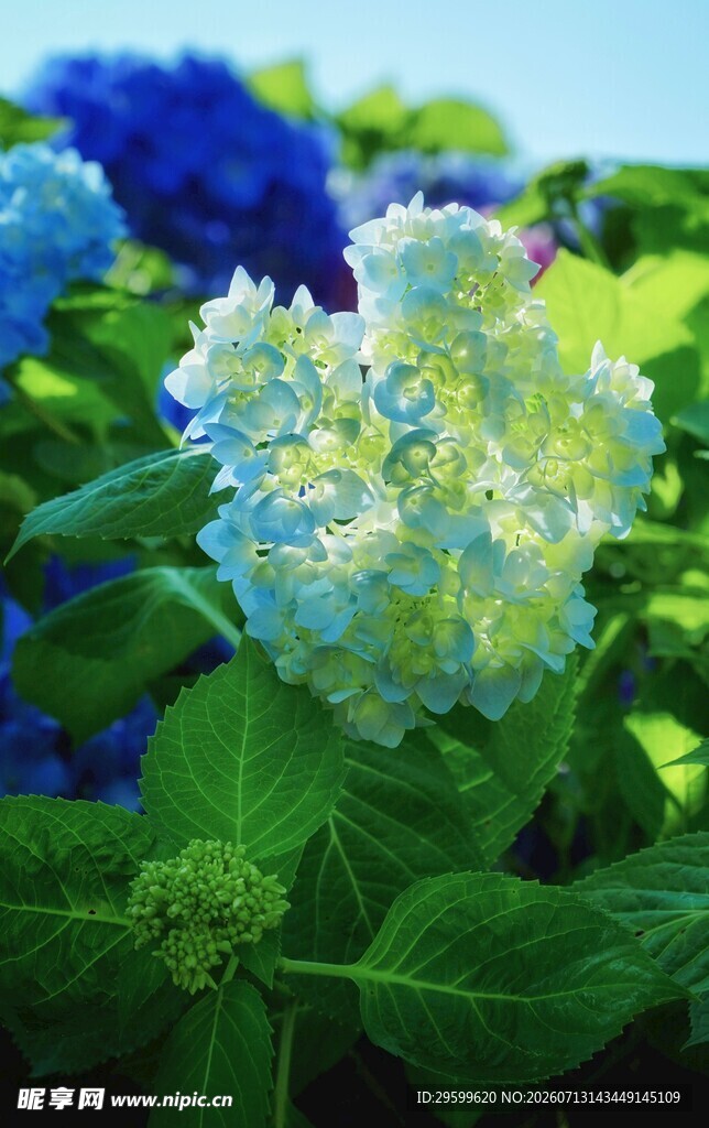 蓝白绣球花绽放