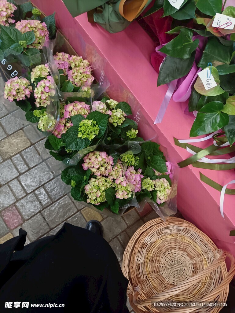 多彩绣球花 