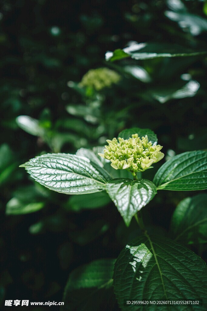 绣球花