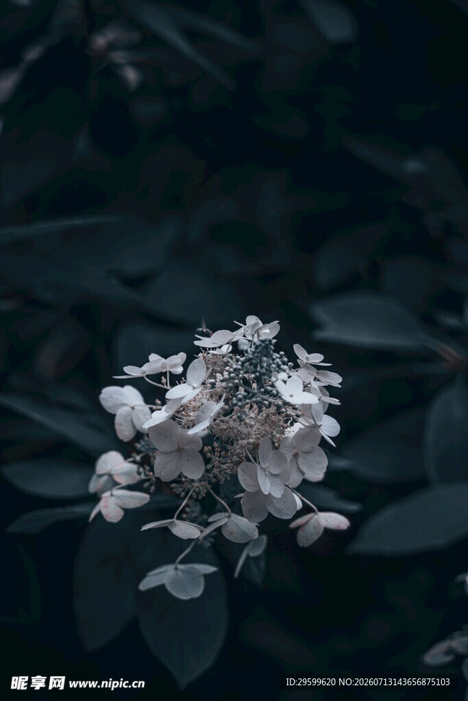 暗调下的绣球花