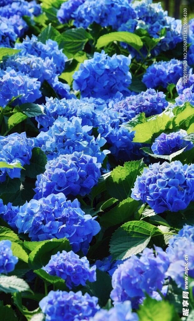蓝绣球花绽放