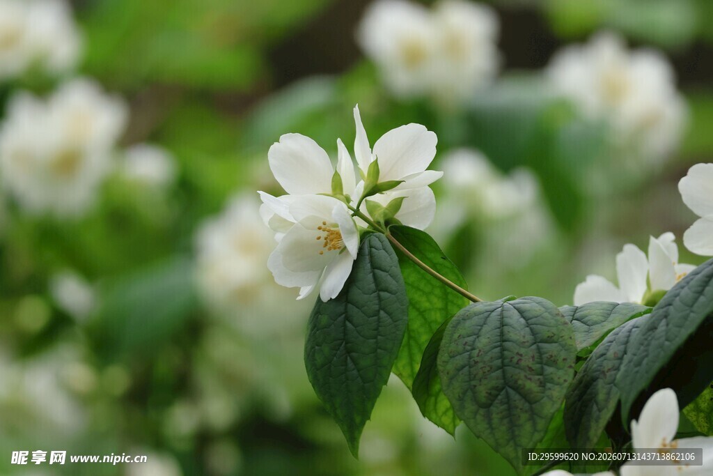 绣球花