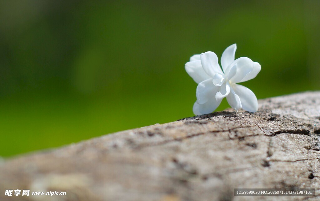 栀子花